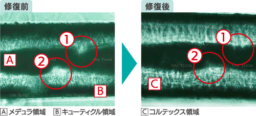 メデュラの修復